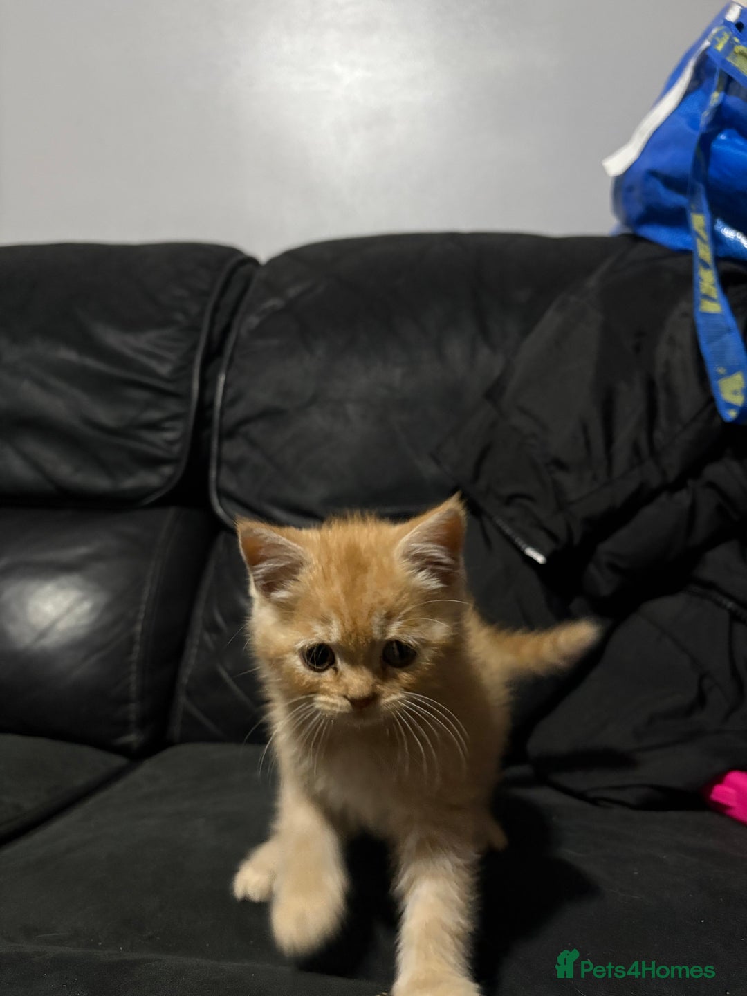 Persian cats for sale: Persians kittens  - Advert 5