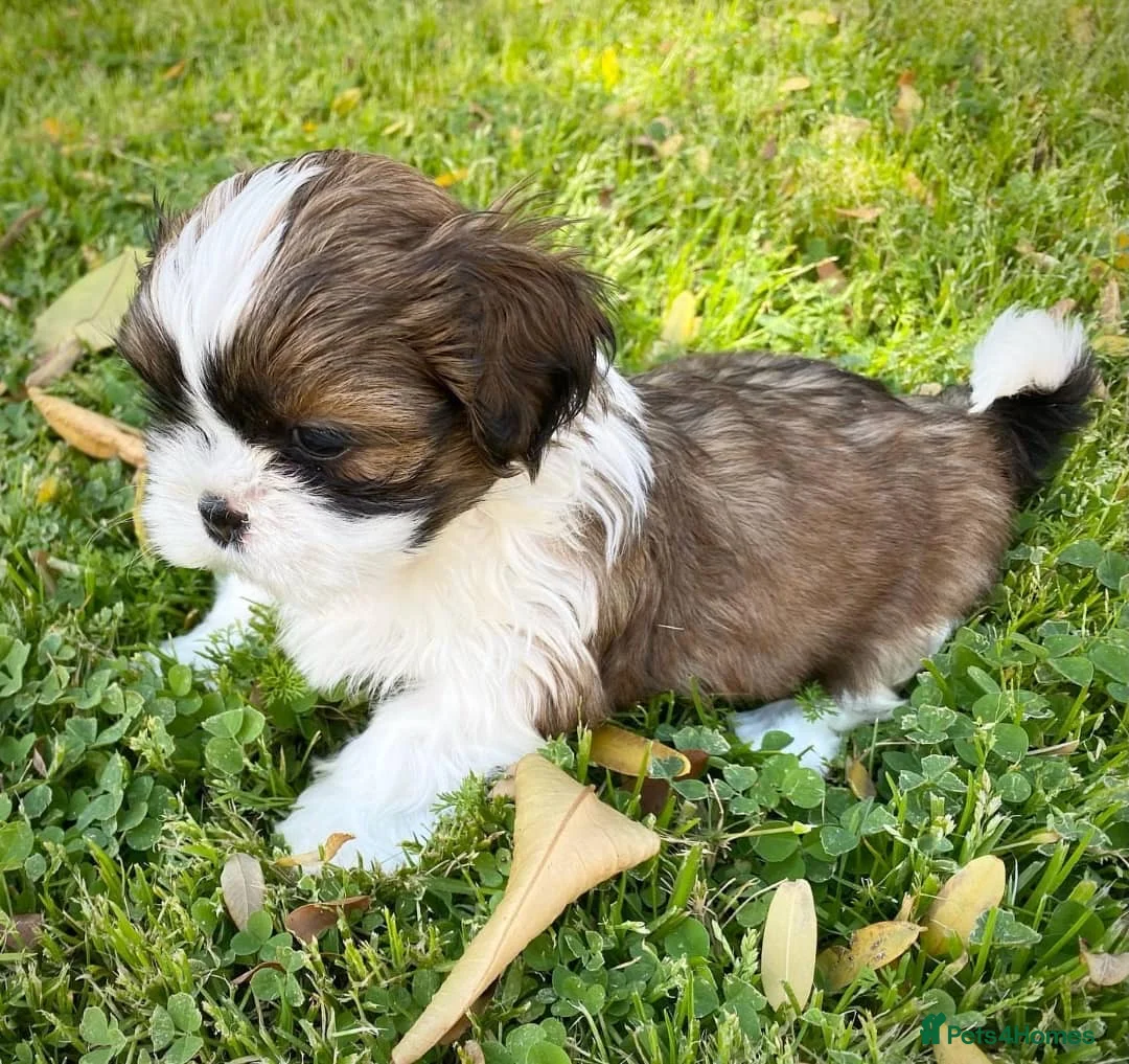 Shih Tzu dogs for sale: Lovely male and female Shih tzu puppies for sale  - Advert 5