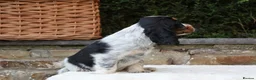 Cocker Spaniel dogs for sale: Extensively Health tested Parents & UNIQUE colours - Advert 14