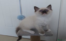 Ragdoll cats for sale: RAGDOLL SEAL POINT BLUE EYES READY NOW! - Image 12