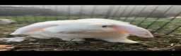 Mini Lop rabbits for sale: Mini Lop Bunnies - Advert 2