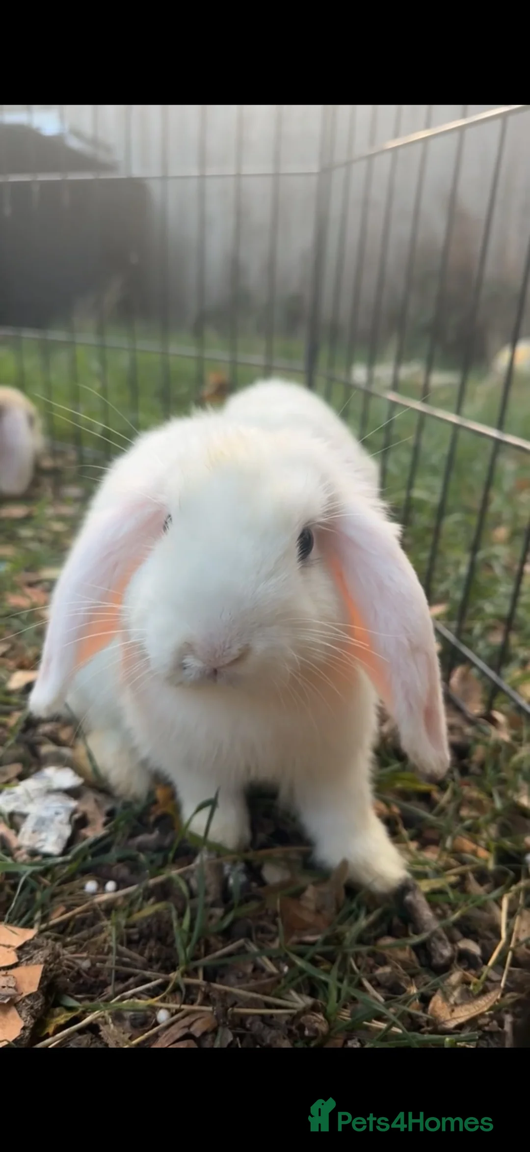 Mini Lop rabbits for sale: Mini Lop Bunnies - Advert 2
