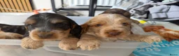 Cocker Spaniel dogs for sale: LAST PUP 🐶RIZI BIZI pedigree show spaniels🐶 - Advert 14
