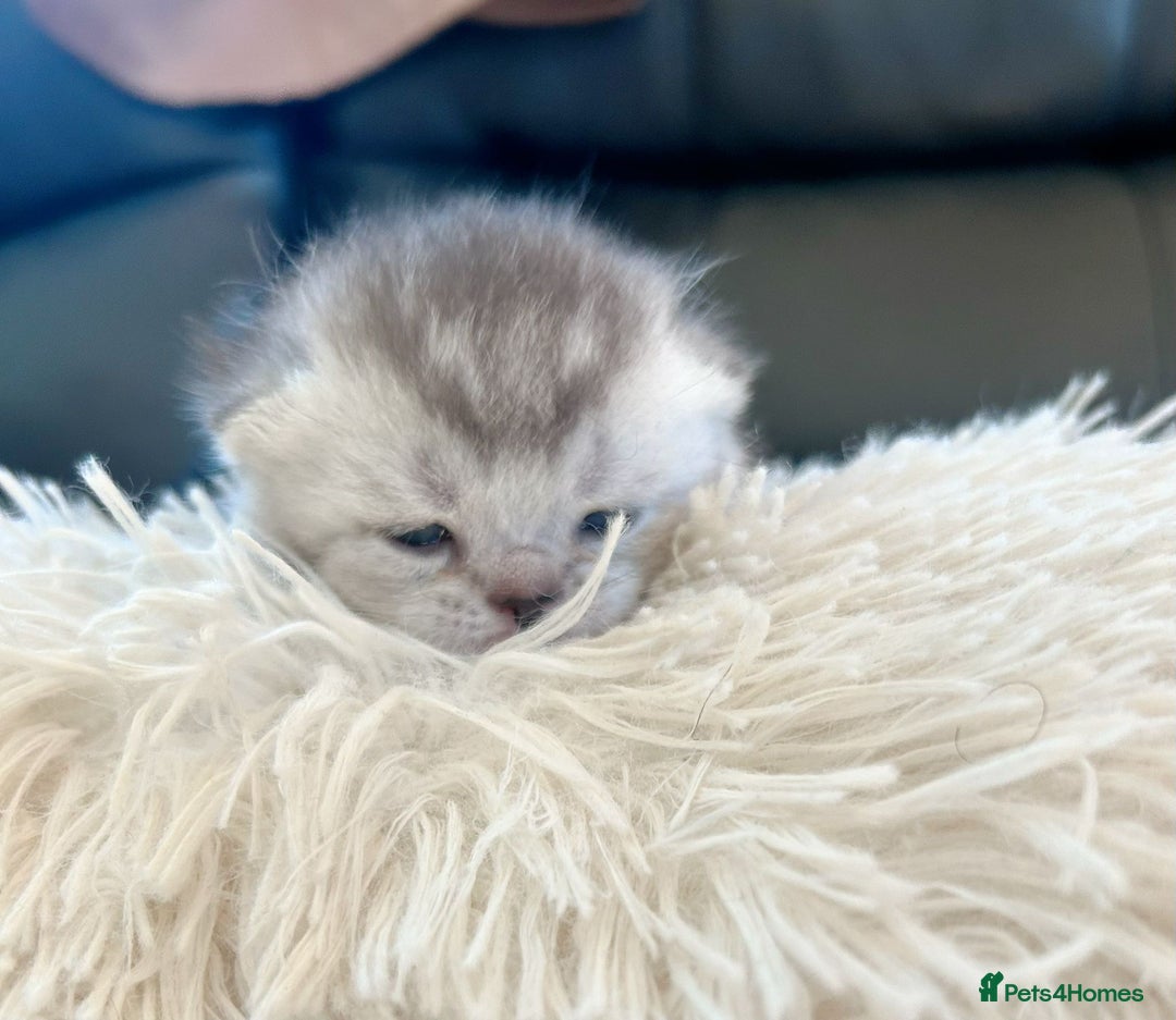 British Shorthair cats for sale: British Shorthair golden kittens available  - Image 3