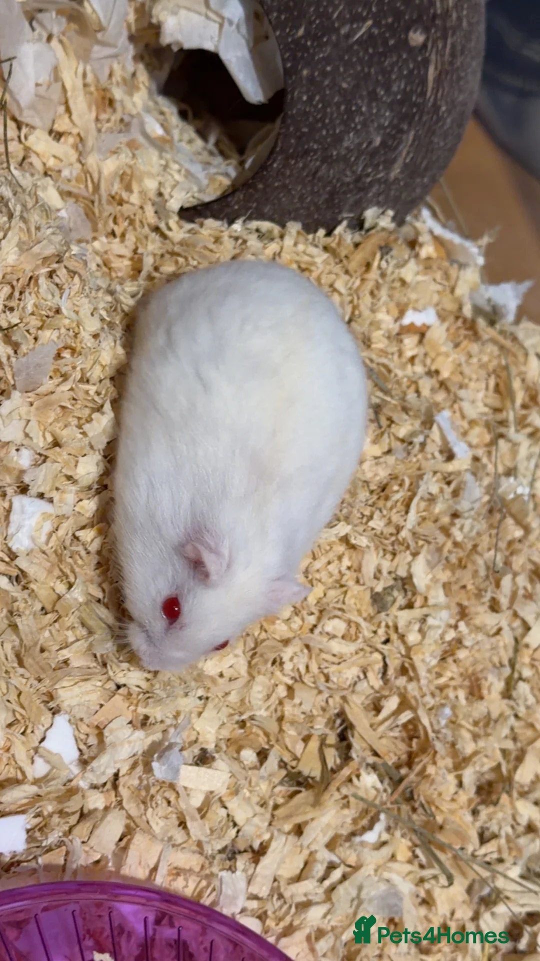 Hamster rodents for sale: dwarf hamster  - Advert 2