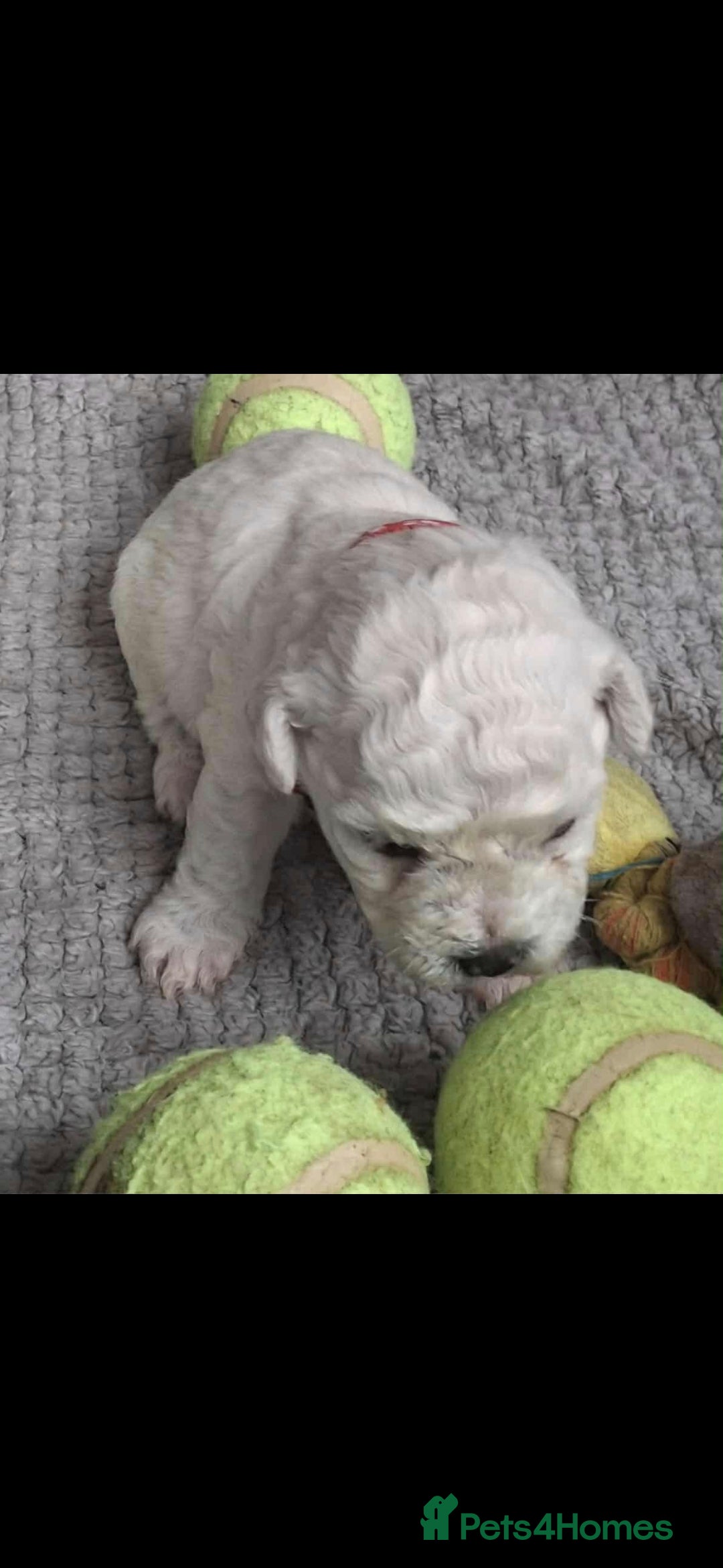 Bichon Frise dogs for sale: Beautiful Bichon Frise Litter 3M/1F – Puppy Pack - Image 4