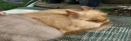 Netherland Dwarf rabbits for sale: NEATHERLAND DWARF x BABIES  - Advert 7