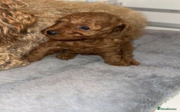 Toy Poodle dogs for sale: 🐩 Beautiful Deep Red Toy Poodle Puppy - Image 3
