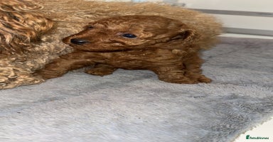 Toy Poodle dogs - Advert 2