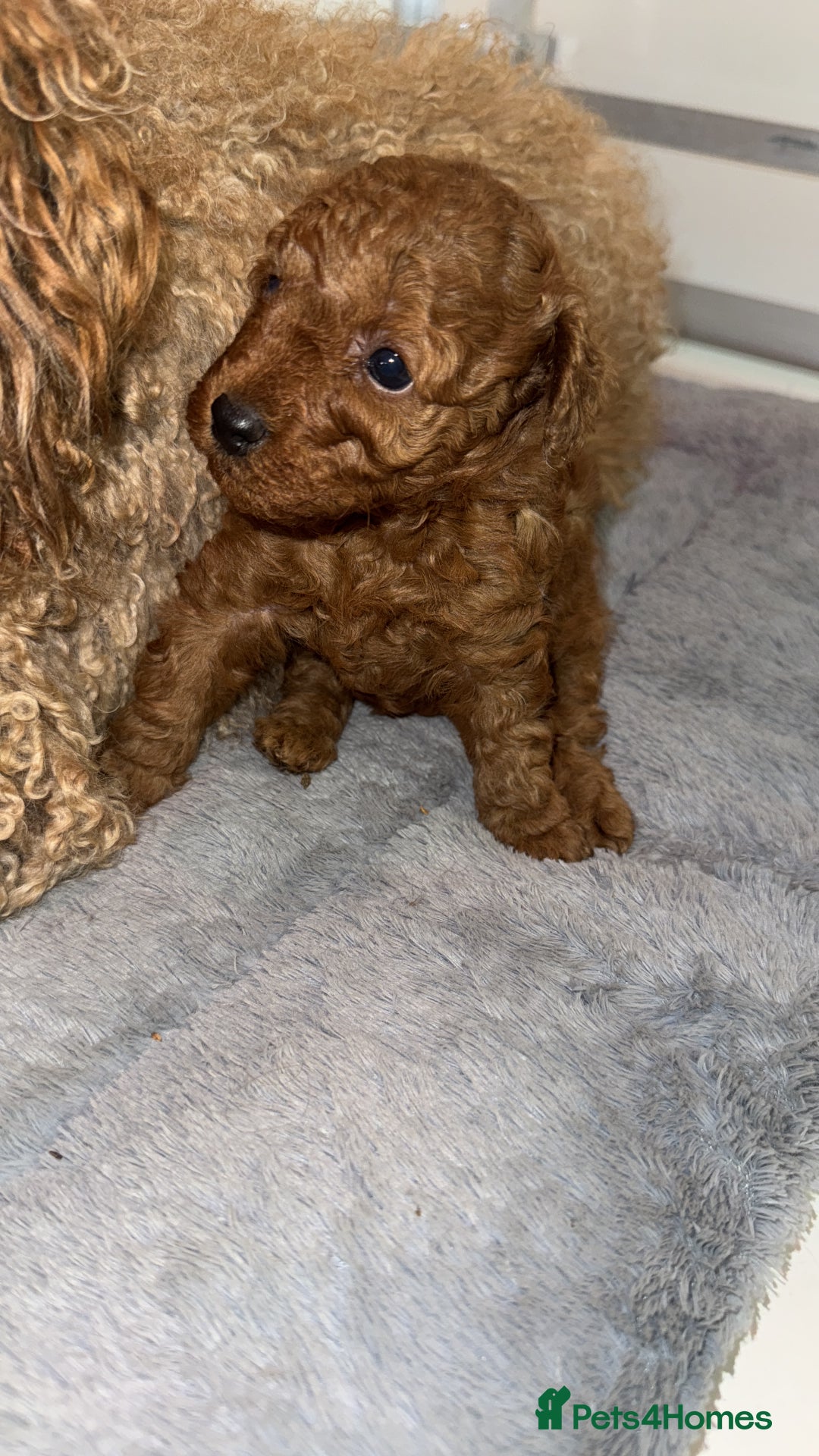Toy Poodle dogs for sale: 🐩 Beautiful Deep Red Toy Poodle Puppy - Image 3