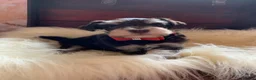 Miniature Schnauzer dogs for sale: 5* LICENSED RKC TOY MINI SCHNAUZERS H/T  - Advert 21