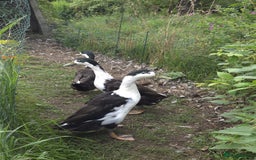 Ducks poultry for sale: 3 drakes for a good home, runner/campbell cross  - Image 2