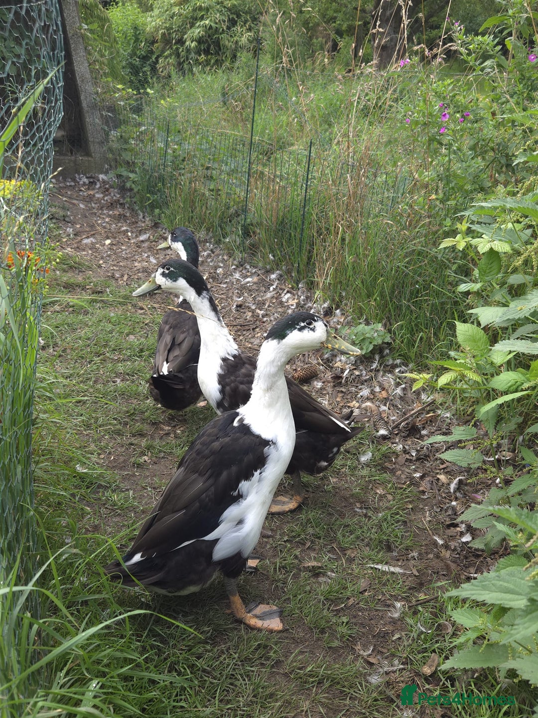 Ducks poultry for sale: 3 drakes for a good home, runner/campbell cross  - Image 2