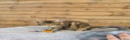 Maine Coon cats for sale: Maine Coon Kittens  - Advert 9