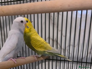 Budgerigars birds - Advert 31