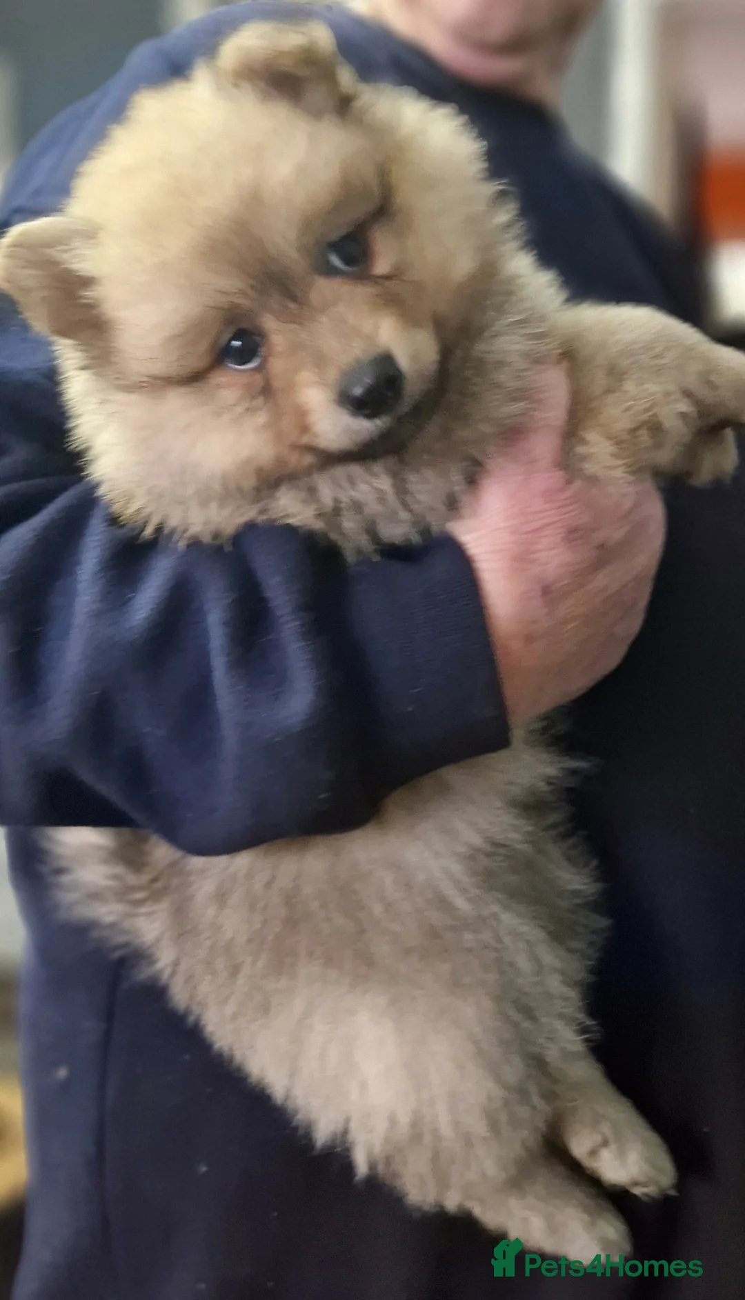 German Spitz dogs for sale: German spitz Mittel - Advert 20