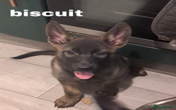 Mixed Breed dogs for sale: Mal X (shepinois) puppies for sale! - Image 5