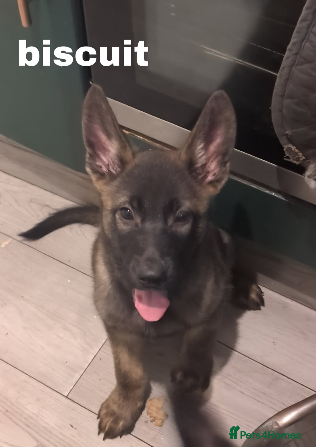 Mixed Breed dogs for sale: Mal X (shepinois) puppies for sale! - Image 5