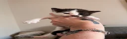 Mixed Breed cats for sale: 2 beautiful kittens  - Advert 5