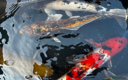 Koi Carp fish for sale: Japanese koi carp £100 each  - Image 29