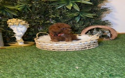 Toy Poodle dogs for sale: Beautiful Red Toy Poodle Puppies – Ready Now  - Image 4