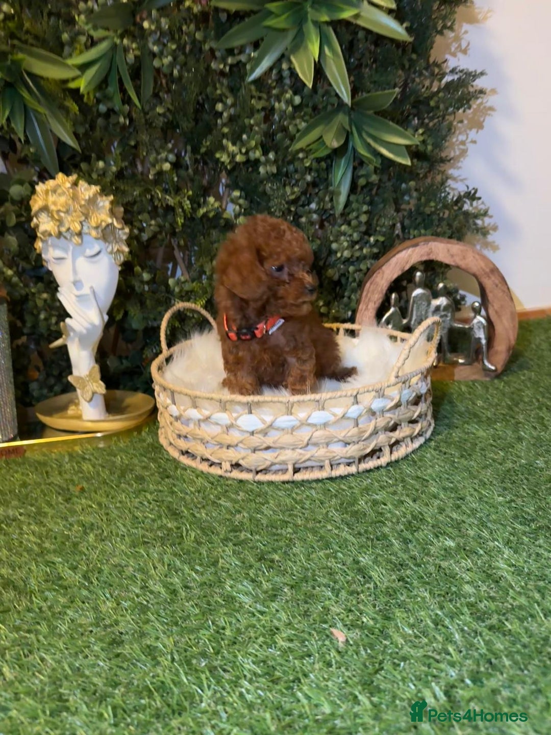 Toy Poodle dogs for sale: Beautiful Red Toy Poodle Puppies – Ready Now  - Image 4