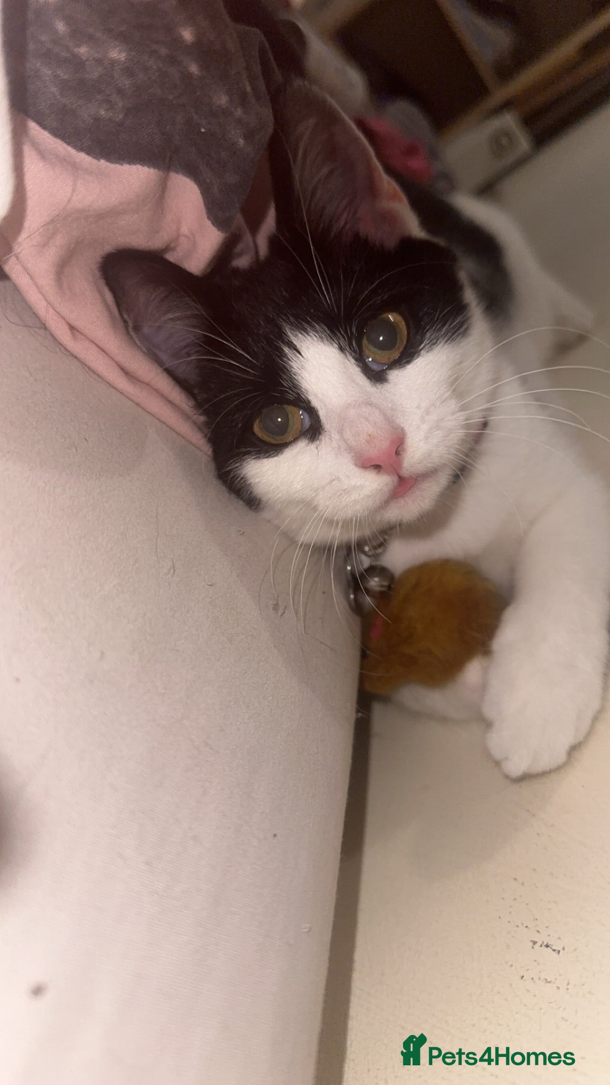 Mixed Breed cats Female cat for rehoming - Advert 17