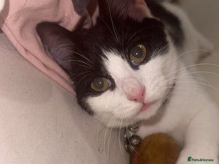 Mixed Breed cats - Advert 29