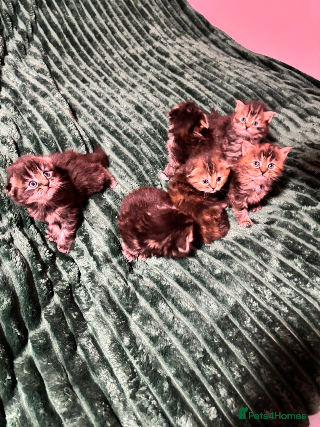 Scottish Fold cats for sale: Scottish fold long hair - Advert 13