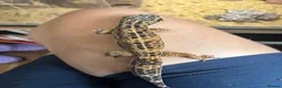 Leopard Gecko reptiles for sale: Leopard gecko in Winchester - Advert 2