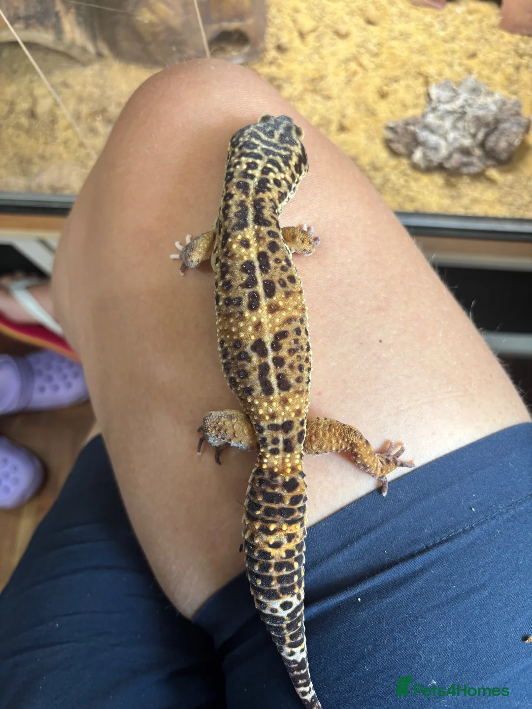 Leopard Gecko reptiles for sale: Leopard gecko in Winchester - Advert 2