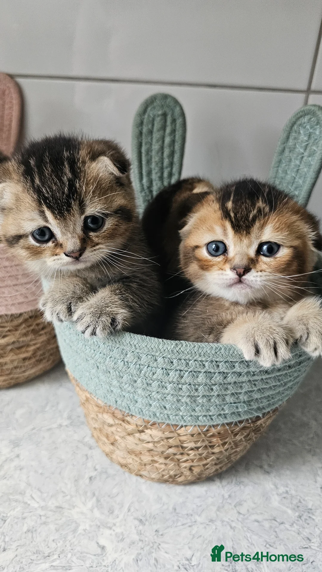 Scottish Fold cats for sale: Stunning rare colour Scottish Fold Kittens.  - Advert 1