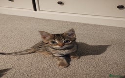Mixed Breed cats for sale: 2 friendly kittens  - Image 3