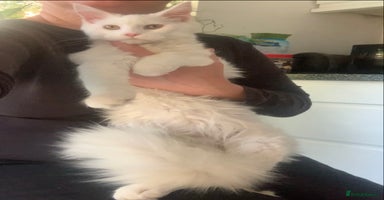Maine Coon cats - Advert 6