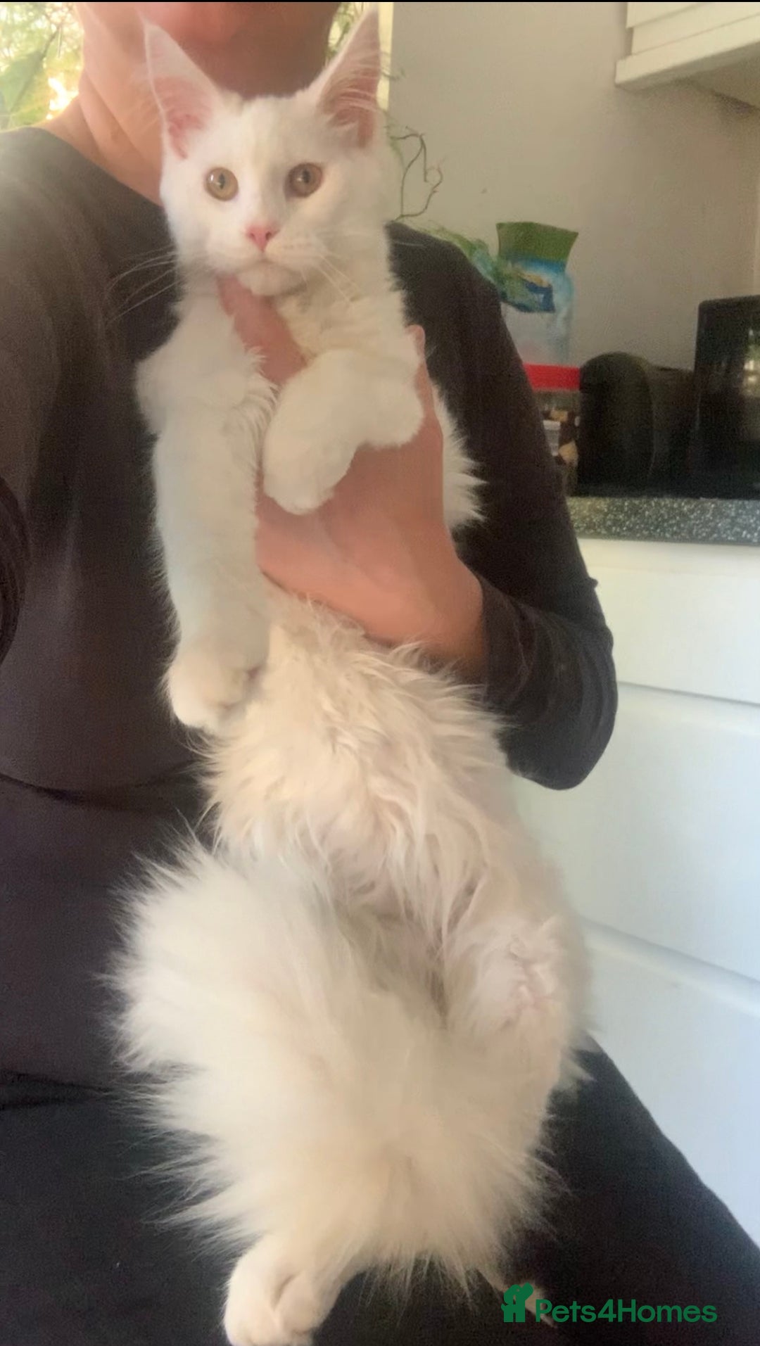 Maine Coon cats for sale: White Maine coon girl spayed TICA registered  - Image 3
