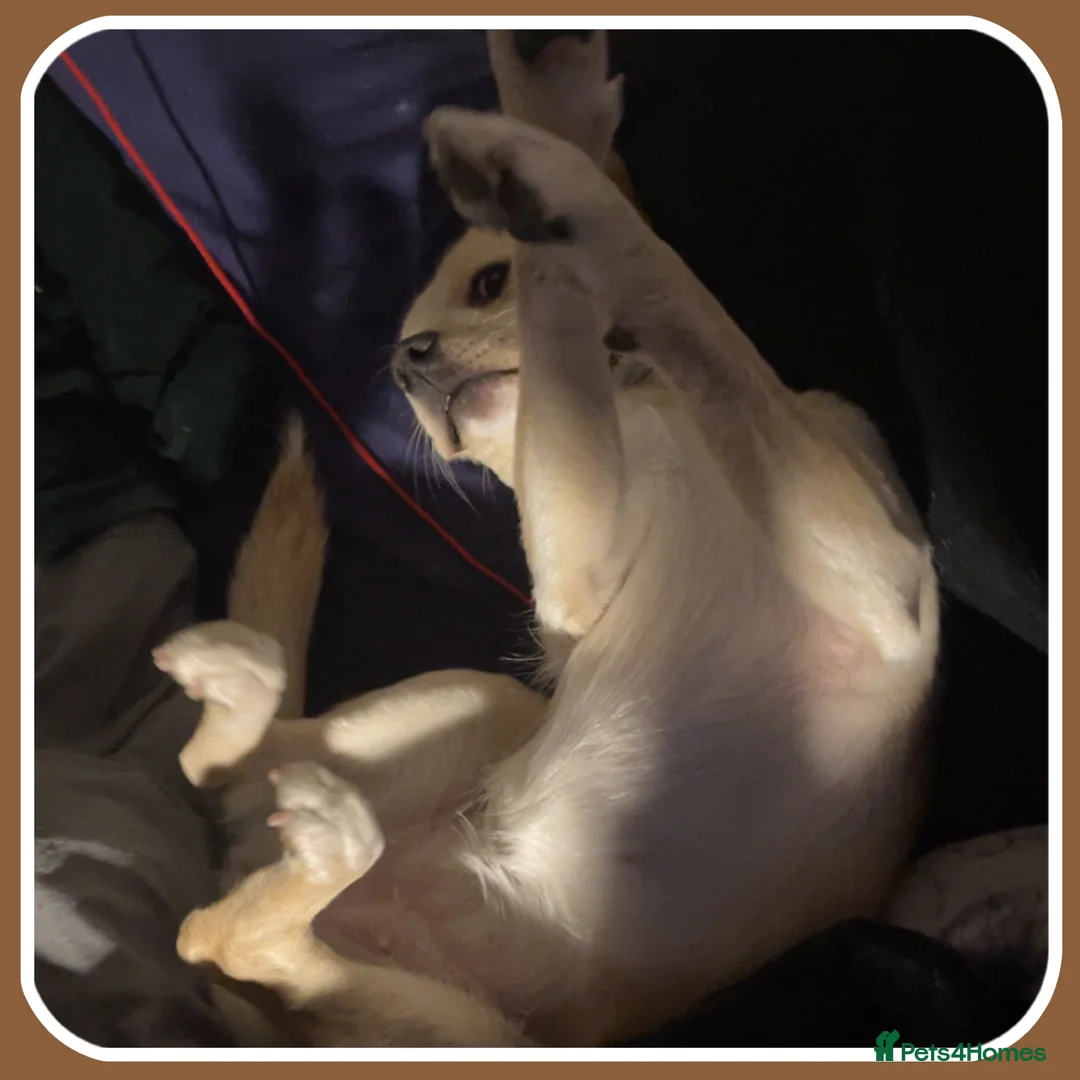 Mixed Breed dogs for sale: Belle the pomeagle - Advert 6