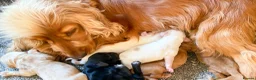 Cocker Spaniel dogs for sale: Show Type Cocker Spaniels HEALTH TESTED Parents - Advert 4
