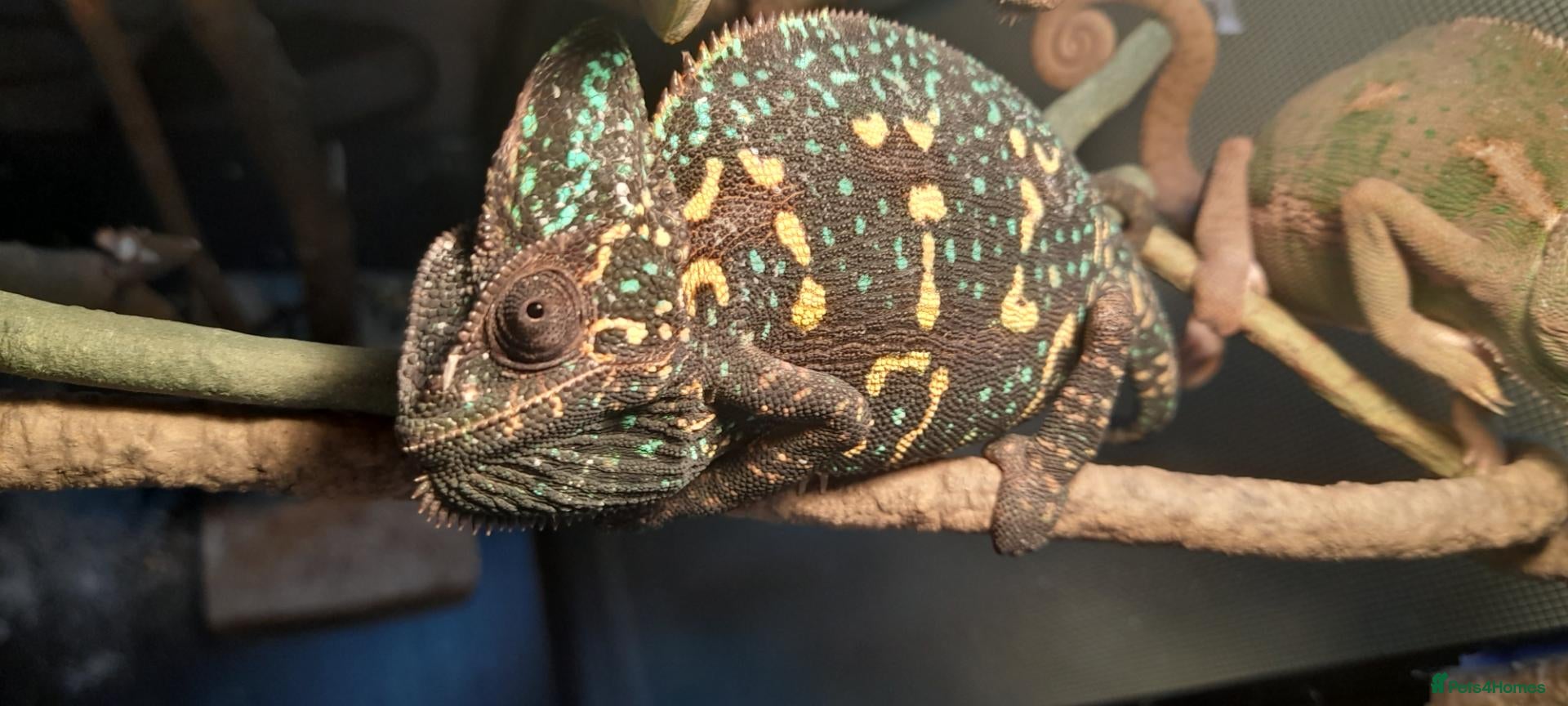 Chameleon reptiles Veiled chameleons  - Advert 1
