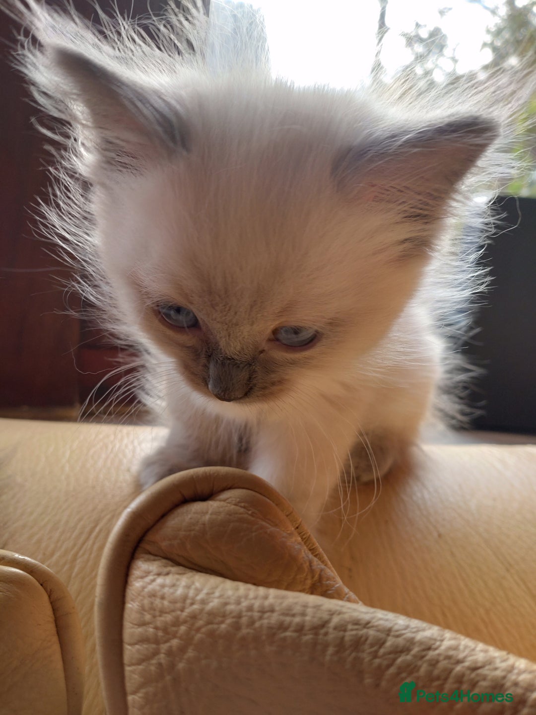 Ragdoll cats for sale: Ragdoll kittens  - Image 4