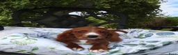 Cockalier dogs for sale: Ruby red cockalier puppies  - Advert 4