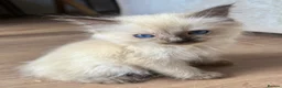 Ragdoll cats for sale: Ragdoll GCCF registered kittens - 9 weeks old - Advert 11