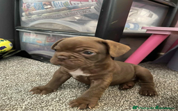 French Bulldog dogs for sale: Charming selection of French Bulldog puppies - Image 4