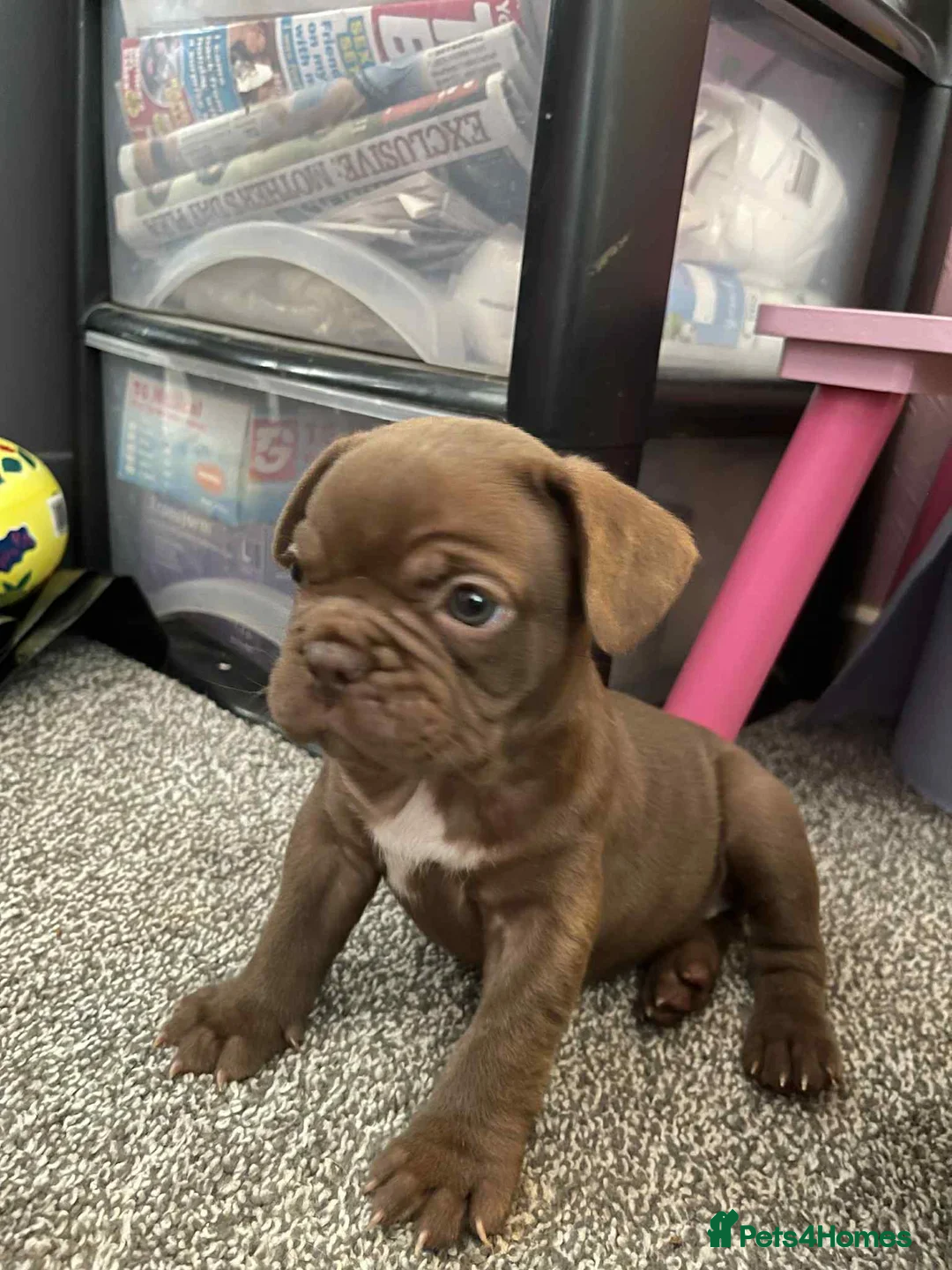 French Bulldog dogs for sale: Charming selection of French Bulldog puppies - Image 4