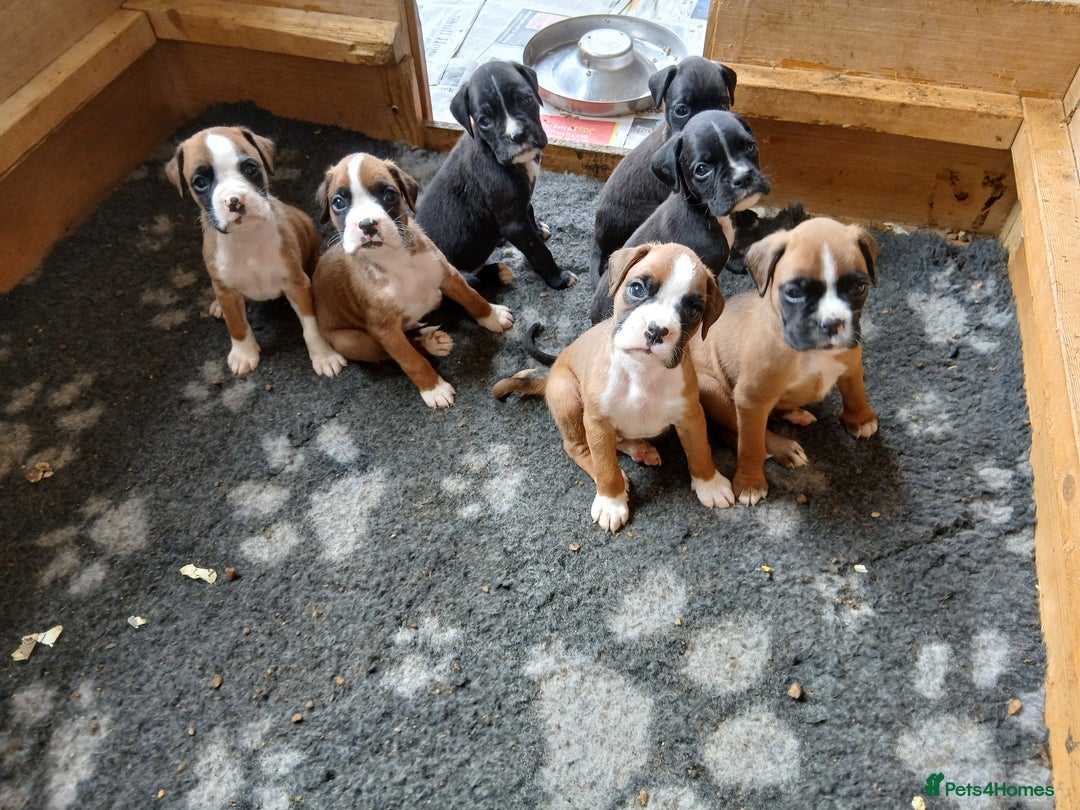 Boxer dogs for sale: Stunning kc registered boxer pups - Image 6