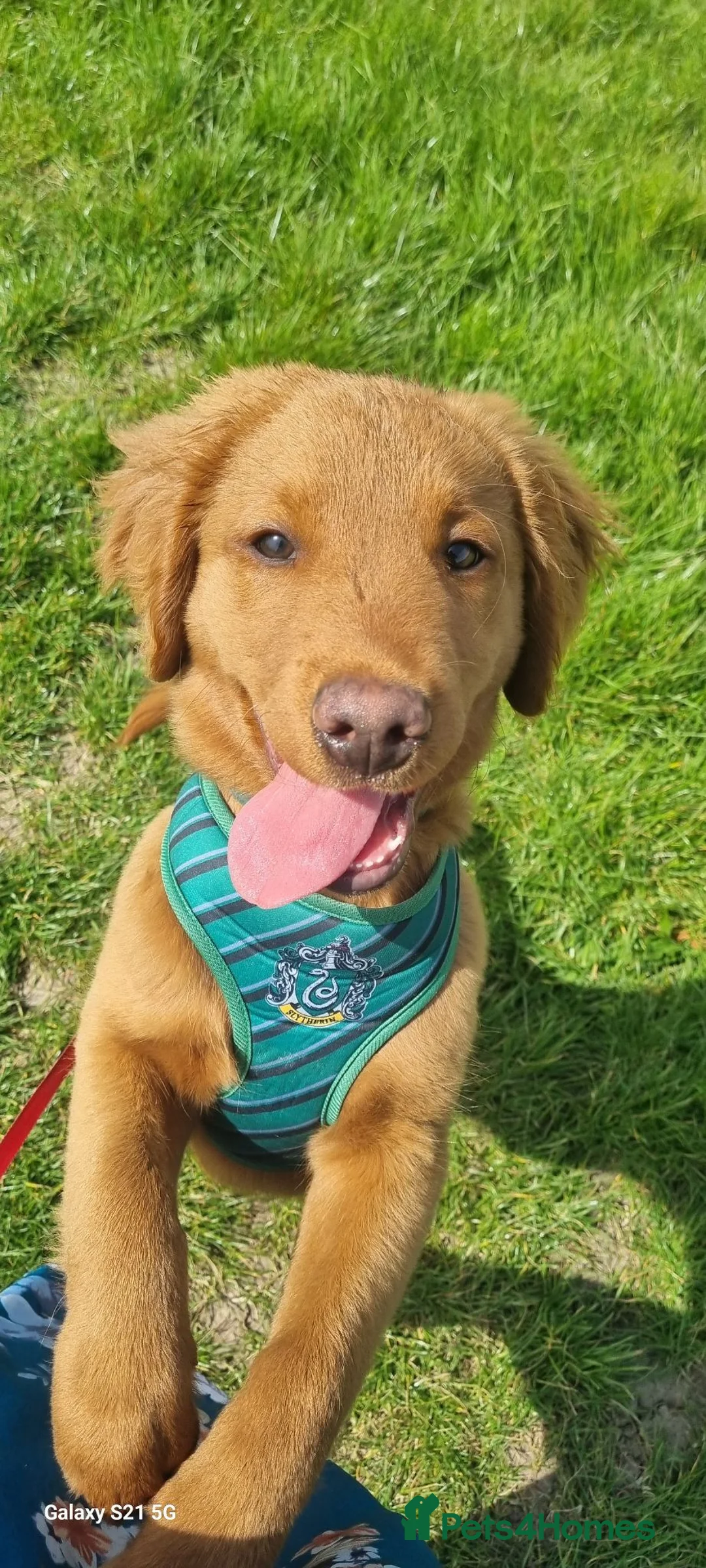 Labrador Retriever dogs for sale: Chester in Lydney - Advert 2