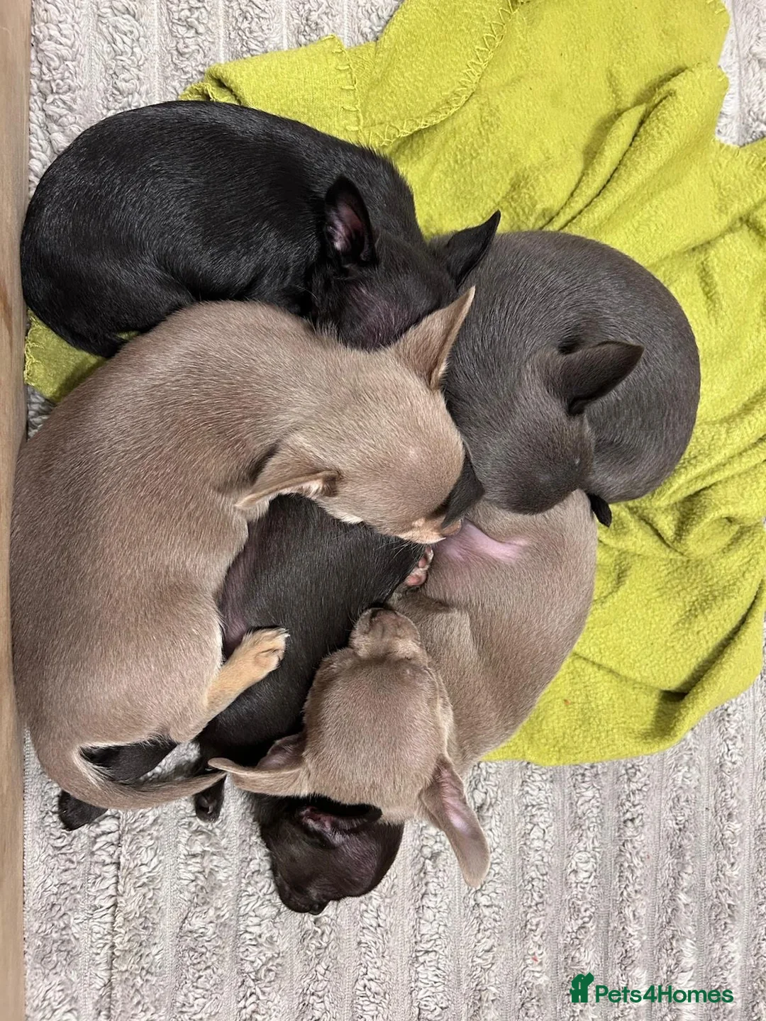 Chihuahua dogs for sale: KC Reg short-hair Chihuahua apple-headed puppies - Advert 32