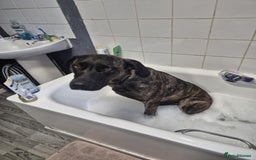 Mixed Breed dogs for sale: 8 month old corso x - Image 6