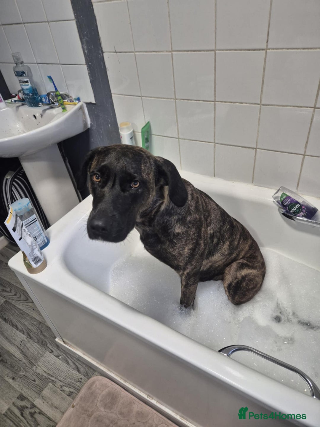 Mixed Breed dogs for sale: 8 month old corso x - Image 6