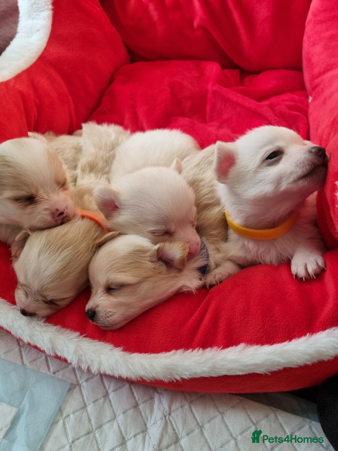 Pomchi dogs for sale: Adorable Pomchi Puppies - Viewings now welcome - Advert 12