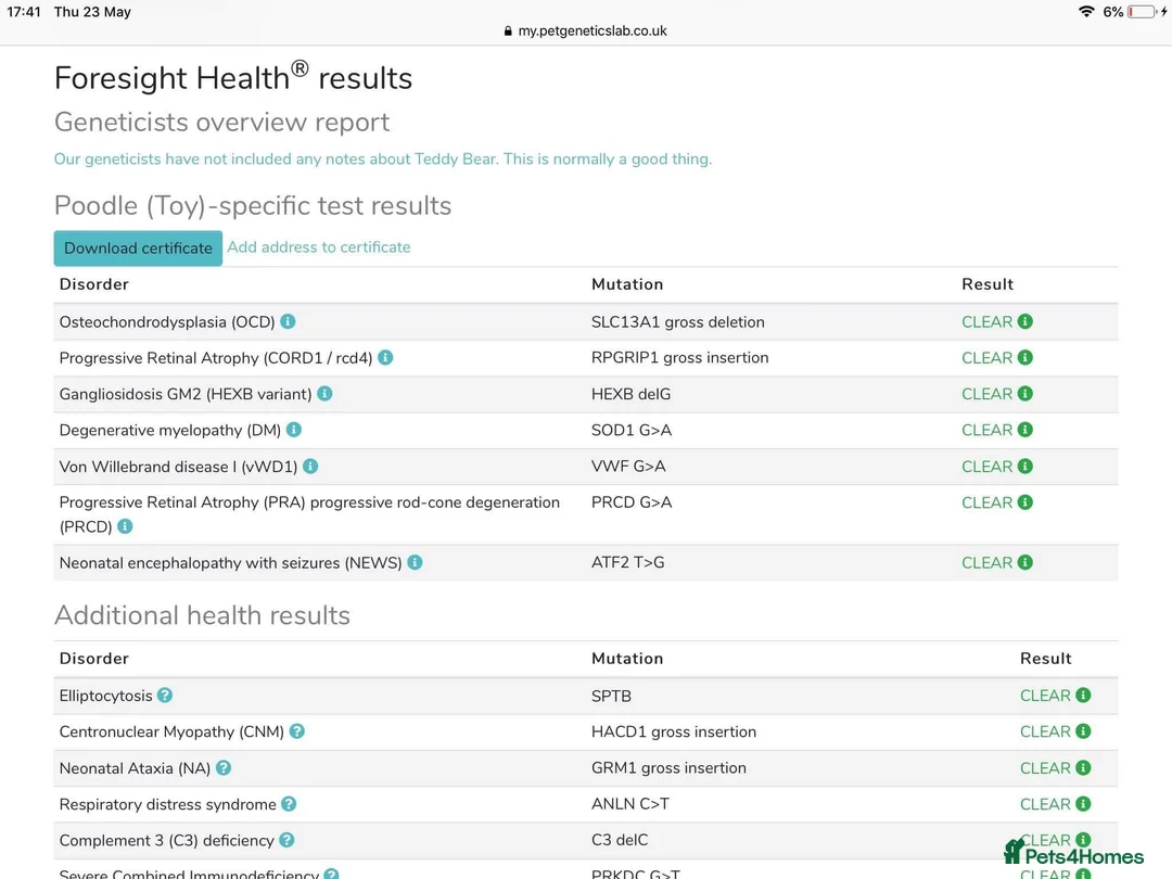 Toy Poodle dogs for stud: Champion Line KC Apricot Toy Poodle Stud in Ringwood - Advert 12